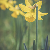 Buy canvas prints of English Spring Daffodils On The Waddesdon Manor Estate In Buckinghamshire by Peter Greenway