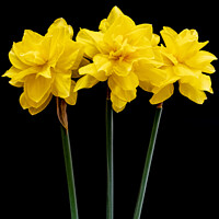 Buy canvas prints of Three Long Stemmed Yellow Daffodil Flowers Against by Peter Greenway
