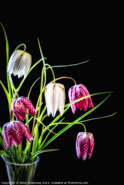 A Vase Of Purple & Cream Snake's Head Fritillary F Picture Board by Peter Greenway