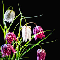Buy canvas prints of A Vase Of Purple & Cream Snake's Head Fritillary F by Peter Greenway