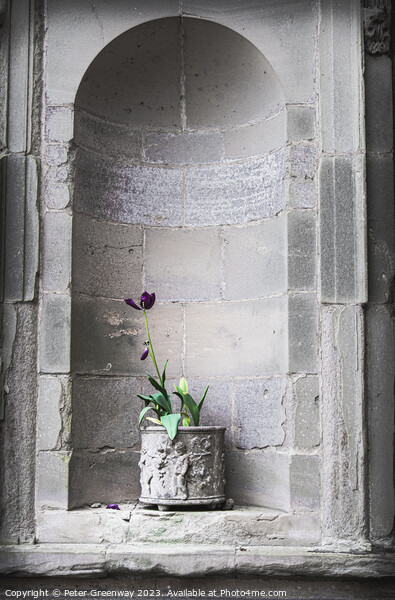 A Purple Plant In A Planter In A Recessed In A Sta Picture Board by Peter Greenway