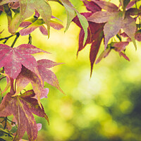 Buy canvas prints of Autumnal Leaves On The Trees At Batsford Arboretum by Peter Greenway