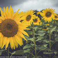 Buy canvas prints of Sunflowers In A Field In Chesterton, Oxfordshire by Peter Greenway