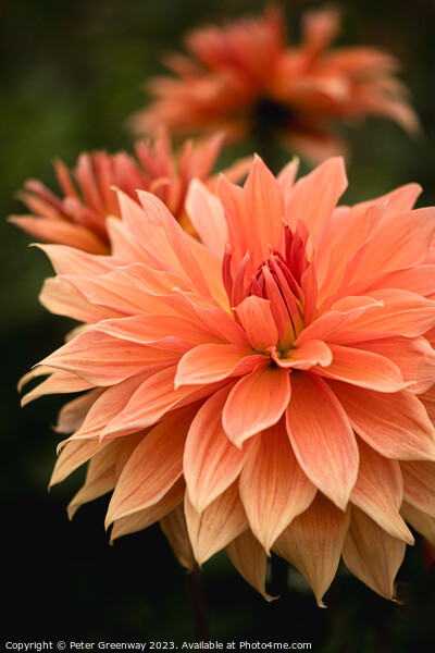 Colourful Orange Dahlias In Full Bloom Picture Board by Peter Greenway