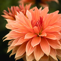 Buy canvas prints of Colourful Orange Dahlias In Full Bloom by Peter Greenway