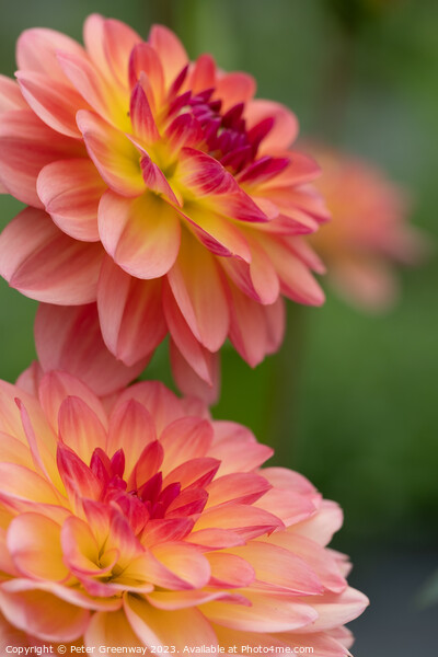 Colourful Dahlias In Full Bloom Picture Board by Peter Greenway