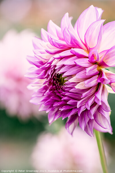 Colourful Purple Dahlias In Full Bloom Picture Board by Peter Greenway