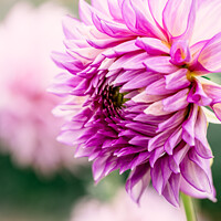 Buy canvas prints of Colourful Purple Dahlias In Full Bloom by Peter Greenway