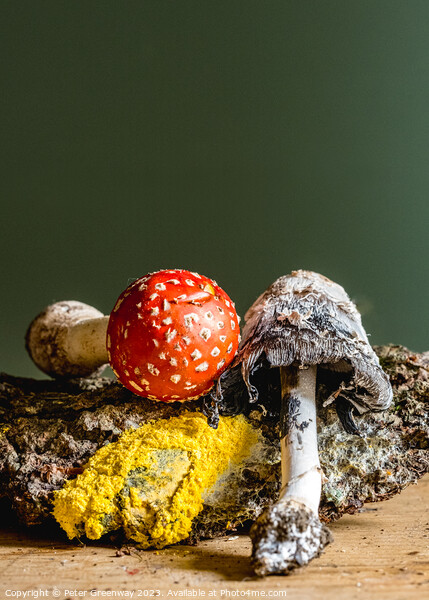Fly Agaric, Yellow Dog Slime, Ink Cap Mushroom Still Life Picture Board by Peter Greenway