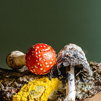 Buy canvas prints of Fly Agaric, Yellow Dog Slime, Ink Cap Mushroom Still Life by Peter Greenway