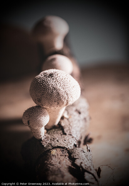 Studio Image Of Spikey Puffball Mushrooms Picture Board by Peter Greenway