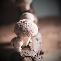 Buy canvas prints of Studio Image Of Spikey Puffball Mushrooms by Peter Greenway