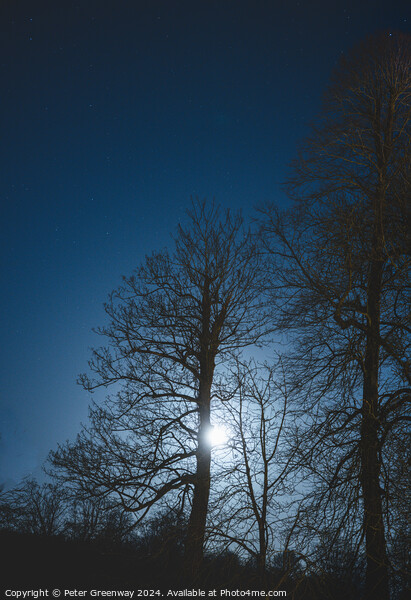 Bare Trees In Winter Illuminated By Moonlight Picture Board by Peter Greenway