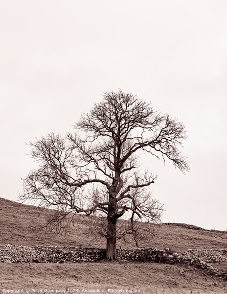 Lone Tree In The Countryside Around Malham Dale In The Yorkshire Picture Board by Peter Greenway