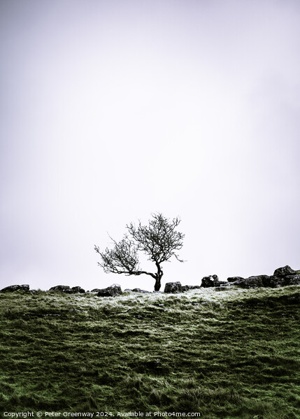 Lone Tree In The Countryside Around Malham Dale In The Yorkshire Picture Board by Peter Greenway