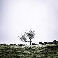 Buy canvas prints of Lone Tree In The Countryside Around Malham Dale In The Yorkshire by Peter Greenway