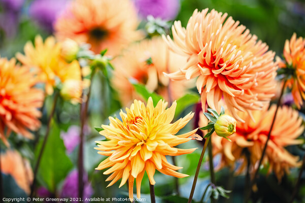 A Riot Of Yellow & Orange Dahlia's Picture Board by Peter Greenway