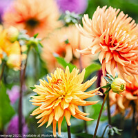 Buy canvas prints of A Riot Of Yellow & Orange Dahlia's by Peter Greenway