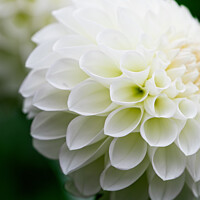 Buy canvas prints of Flawless White Pom-Pom Dahlias by Peter Greenway