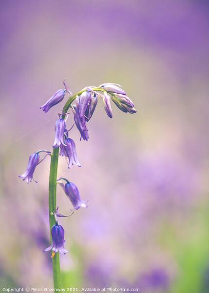 Isolated Bluebell In Dockey Wood On The Ashridge E Picture Board by Peter Greenway