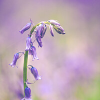 Buy canvas prints of Isolated Bluebell In Dockey Wood On The Ashridge E by Peter Greenway