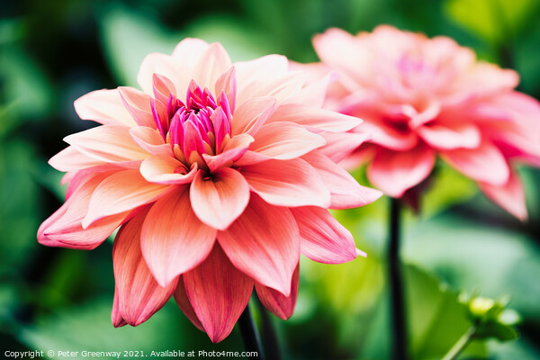 Shaggy Pink Dahlias Picture Board by Peter Greenway