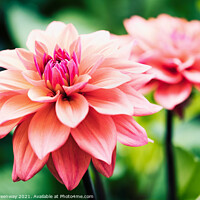 Buy canvas prints of Shaggy Pink Dahlias by Peter Greenway
