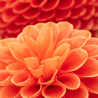 Buy canvas prints of Award Winning Orange Show Dahlia by Peter Greenway