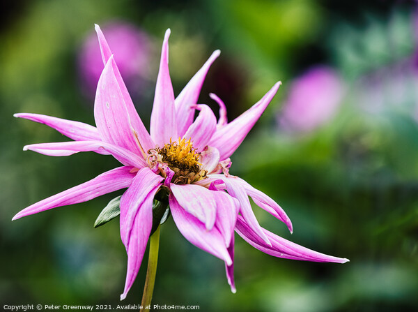 Pink Dahlia In The Flower Border Of Rousham House Picture Board by Peter Greenway