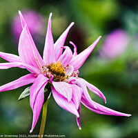 Buy canvas prints of Pink Dahlia In The Flower Border Of Rousham House by Peter Greenway