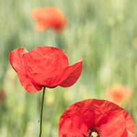 Buy canvas prints of Poppies In The Fields in The Cotswolds by Peter Greenway