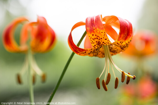 Tiger Lilies Picture Board by Peter Greenway