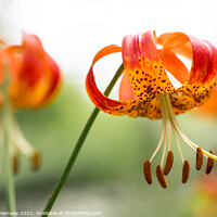 Buy canvas prints of Tiger Lilies by Peter Greenway