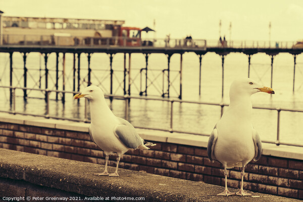 Juxtaposition Seagulls On The Lookout For Food Picture Board by Peter Greenway