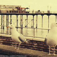 Buy canvas prints of Juxtaposition Seagulls On The Lookout For Food by Peter Greenway