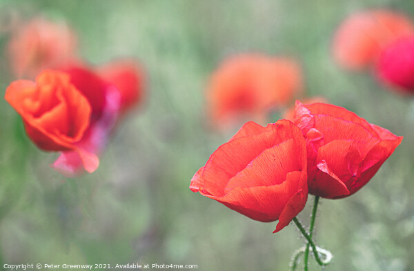 Cotswolds Poppies Picture Board by Peter Greenway