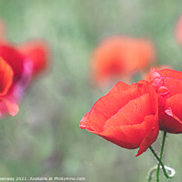 Buy canvas prints of Cotswolds Poppies by Peter Greenway