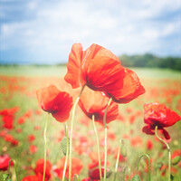 Buy canvas prints of Cotswold Poppies by Peter Greenway