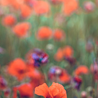 Buy canvas prints of Rural Oxfordshire Poppy Field by Peter Greenway