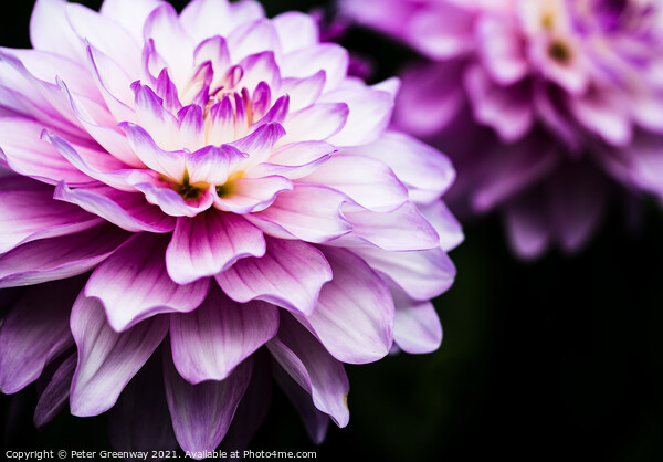 Lilac & Cream Coloured Show Dahlia Flowers Picture Board by Peter Greenway