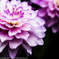 Buy canvas prints of Lilac & Cream Coloured Show Dahlia Flowers by Peter Greenway