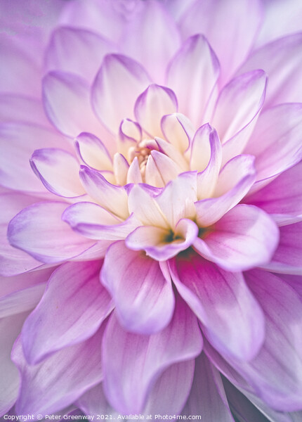 The Heart Of  A Lilac & Cream Dahlia Flower Picture Board by Peter Greenway