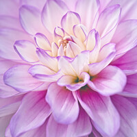 Buy canvas prints of The Heart Of  A Lilac & Cream Dahlia Flower by Peter Greenway