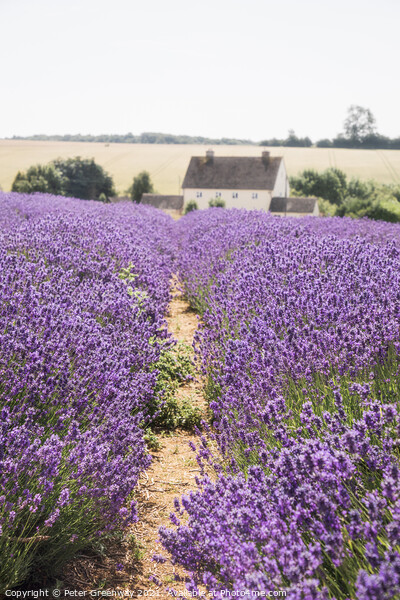 Rows Of Cotswolds Lavender At Snowshill, Glouceste Picture Board by Peter Greenway