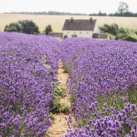 Buy canvas prints of Rows Of Cotswolds Lavender At Snowshill, Glouceste by Peter Greenway