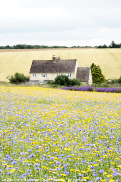 Field Of English Meadow Flowers In The Cotswolds A Picture Board by Peter Greenway