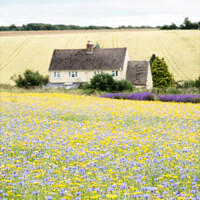 Buy canvas prints of Field Of English Meadow Flowers In The Cotswolds A by Peter Greenway