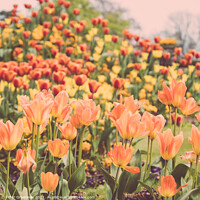 Buy canvas prints of Giant Orange Tulips In Full Bloom In The Parterre  by Peter Greenway