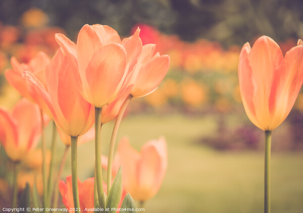 Giant Orange Tulips In Full Bloom In The Parterre  Picture Board by Peter Greenway