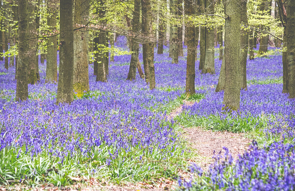Bluebells On The Ashridge Estate At Dockey Wood Picture Board by Peter Greenway